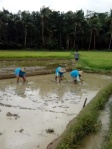 * 2 Bati or flooded rice field